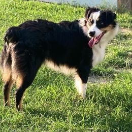 Raven - Miniature American Shepherd