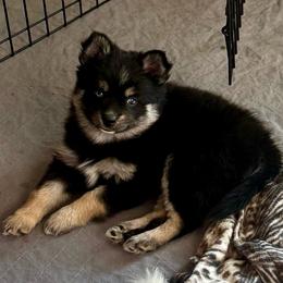 Little Dipper - Black and white female Pomsky puppy in Titusville, Florida from River Enz Pomskies