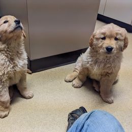 Golden Retriever Puppies from TLC Pups
