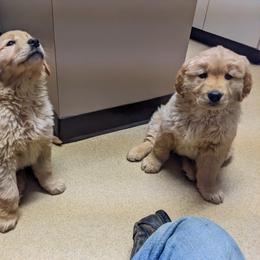 Golden Retriever Puppies from TLC Pups