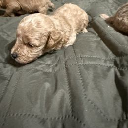 Rex - Apricot male Poodle puppy in Auburn, Georgia from Southern Poodles