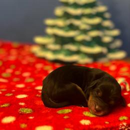 Teal - Tri-color female Bernedoodle puppy in Casper, Wyoming from 307 Doodles