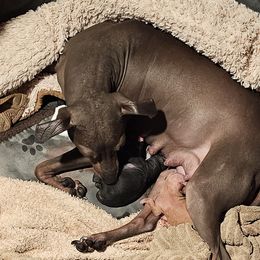 Mazie - American Hairless Terrier