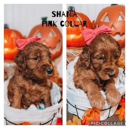 Girl 2 - Goldendoodle puppy in Needville, Texas from Dolly Doodles TX