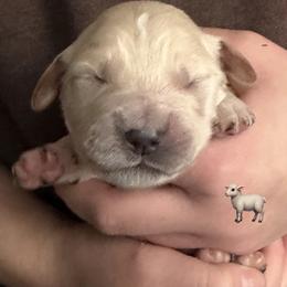 Silver Collared Boy - Light golden male Golden Retriever puppy in Fisher, Illinois from Aslan's Pride of Fidei Family Farms