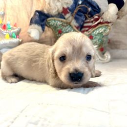 Pudding - Cream male Dachshund puppy in Hensley, Arkansas from The Dachshund Barn