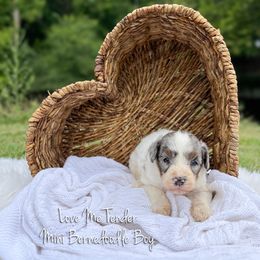Love Me Tender - Blue merle male Bernedoodle puppy in Grove, Oklahoma from Guinn Family Farms