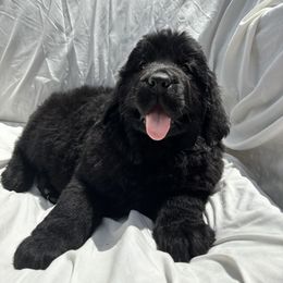 Newfoundland Puppies from Tonka Bay Newfoundlands
