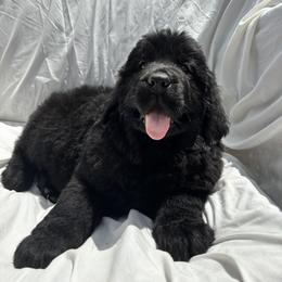 Newfoundland Puppies from Tonka Bay Newfoundlands