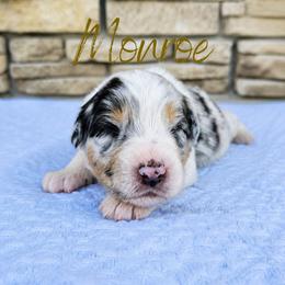 Monroe - The Starlet - Blue merle female Australian Shepherd puppy in Pittsville, Wisconsin from Match Dot Pup