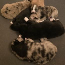 Pomsky Puppies from Pomskies of Vermont