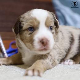 Red Merle Female - Red merle female Miniature Australian Shepherd puppy in Nacogdoches, Texas from TK Standard, Mini, & Toy Aussies