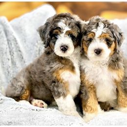 Aussiedoodle, Bernedoodle, and Cockapoo Puppies from Furrytaildoodles