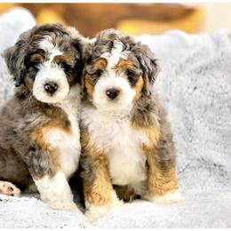Aussiedoodle, Bernedoodle, and Cockapoo Puppies from Furrytaildoodles