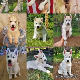 Siberian Husky Puppies from Lunter's Heaven Huskies