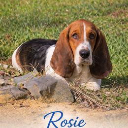 Rosie - Basset Hound