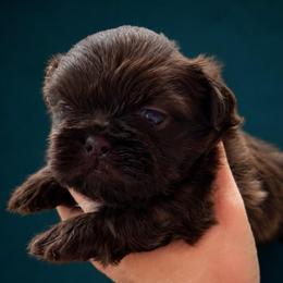 Maestro - Liver male Shih Tzu puppy in Kempner, Texas from Shih Tzu Reign