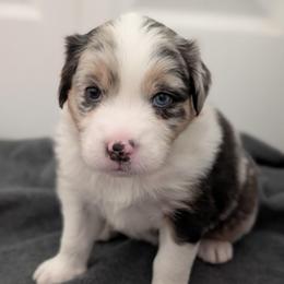 Paddles - Blue merle female Australian Shepherd puppy in Rhode Island from Ocean Cliff Aussies