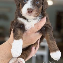 Faith - Tri-color female Bernedoodle puppy in Henry, Illinois from Rowe Farms Doodles