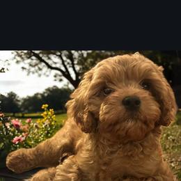 Cavapoo, Maltese, and Maltipoo All Grown Up from Carolina Canines