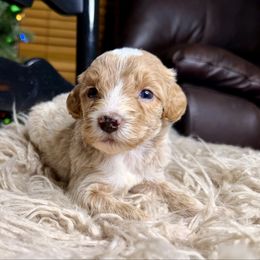 Frost - Red female Bernedoodle puppy in Tyner, Kentucky from Good Dog Doodles