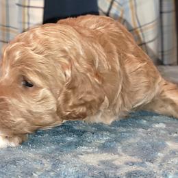 Calli - Red  female Poodle puppy in Orland, California from Elliott's Elite Puppies