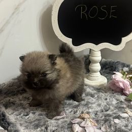 Rose - Cream sable female Pomeranian puppy in Scio, Oregon from Mac Daddy Poms
