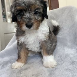 Juniper - Merle female Goldendoodle puppy in Lowville, New York from Adirondack Labradoodles