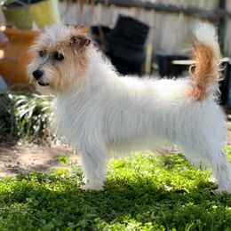 Jenny - Russell Terrier