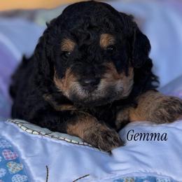 Gemma - Phantom female Poodle puppy in Waco, Texas from Poodle Paradise