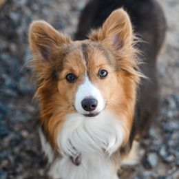 Silver - Pembroke Welsh Corgi
