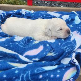 Layna - Light golden female Golden Retriever puppy in Hastings, Michigan from Teresa Stevens