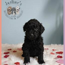 Spike - Black male Goldendoodle puppy in Sterling, Connecticut from Justine’s Retrievers and Doodles