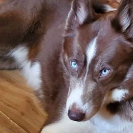 Phoenix - Siberian Husky