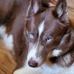 Phoenix - Siberian Husky