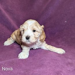 Nova Lee - Cream female Cockapoo puppy in Sunset, Louisiana from Cano Cockapoos