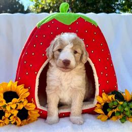 Bernedoodle and Cavapoo Puppies from Dulcito Doodles