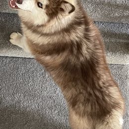 Siberian Husky All Grown Up from Freedom Huskies