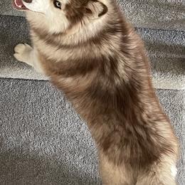 Siberian Husky All Grown Up from Freedom Huskies
