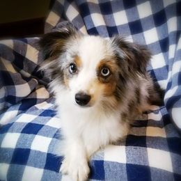 Dolly - Miniature Australian Shepherd