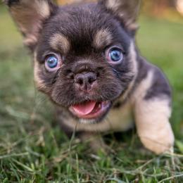 BJ - Tricolors male French Bulldog puppy in Violet Hill, Arkansas from Obduro Bullies and Frenchies