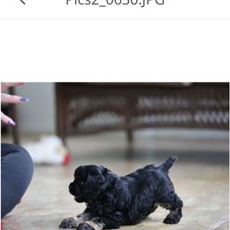 Cocker Spaniel Puppies from Blackwater Kennel