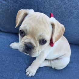 Luke Skywalker - Fawn and white male French Bulldog puppy in Searcy, Arkansas from Bonnie Trouble Frenchies