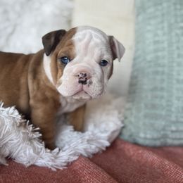 Girl 2 - female Bulldog puppy in Clever, Missouri from Crystals Bulldog Bungalow