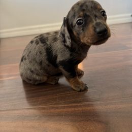 Kess - Dapple female Dachshund puppy in Vero Beach, Florida from Holly’s Mini Weenies