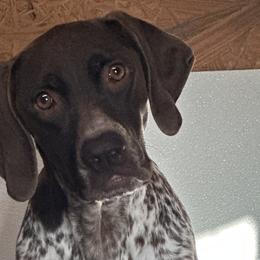 German Shorthaired Pointers and Labrador Retrievers from Wayalife Labradors & Gsp’s