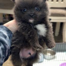 Bluey - Blue male Pomeranian puppy in Jackson, Tennessee from Little House Pomeranians