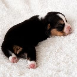 Willie - Black and tan male Pembroke Welsh Corgi puppy in Beggs, Oklahoma from Blue Diamond Corgi’s