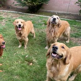 Golden Retriever All Grown Up from Trisha Ferris' Golden Retrievers