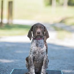 German Shorthaired Pointer and Vizsla Puppies from Nosam Kennels